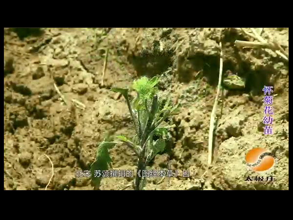 冰菊種植基地