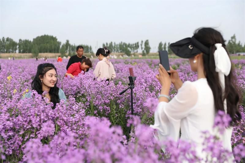 10萬余人次！太極莊首屆紫色油菜花節(jié)收官